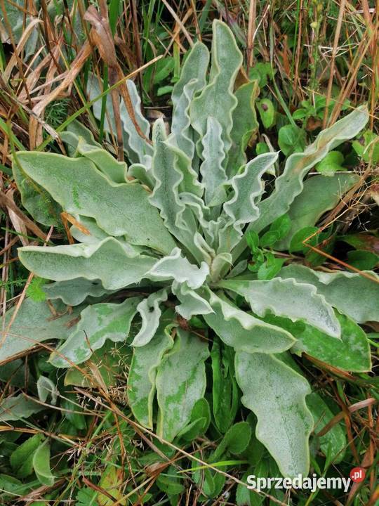 Firletka kwiecista sadzonki karminowe 10 sprzedam