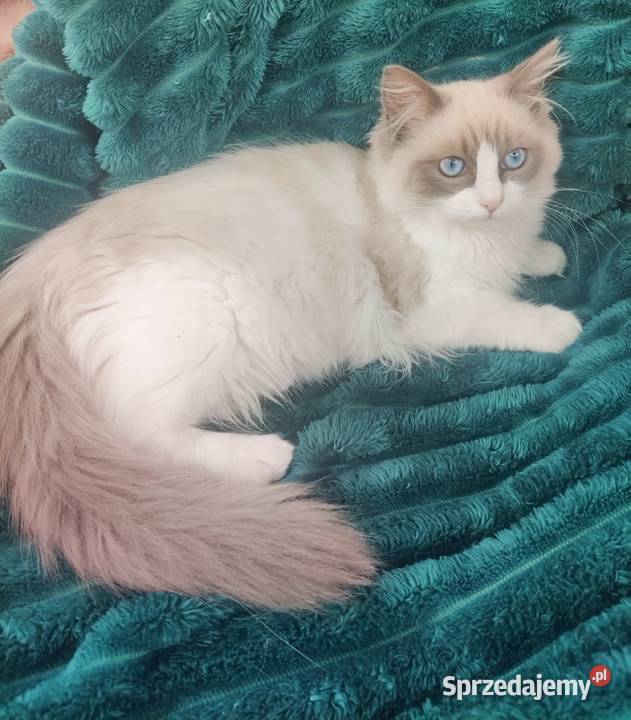przytulaśna Kotka Ragdoll z międzynarodowym Boguchwała