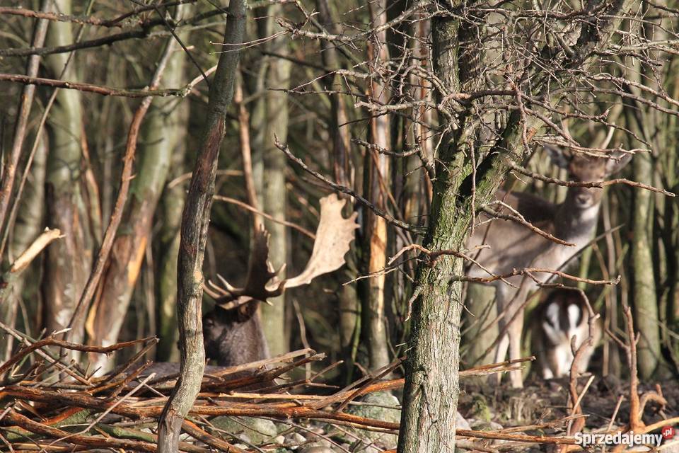 Daniele Zachodniopomorskie