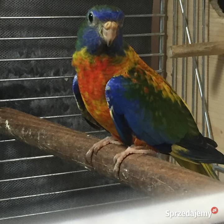 Łąkówki Wspaniałe Gorzów Wielkopolski