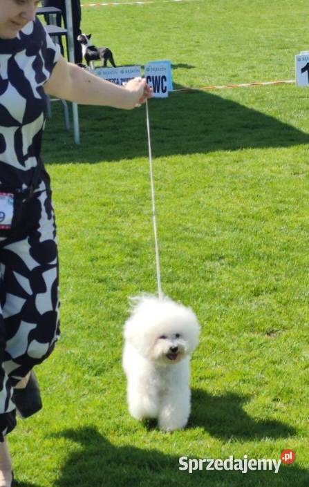 Bichon frise Fci śląskie Toszek
