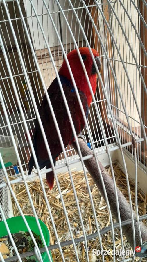Sprzedam samice lory Ptaki Raków