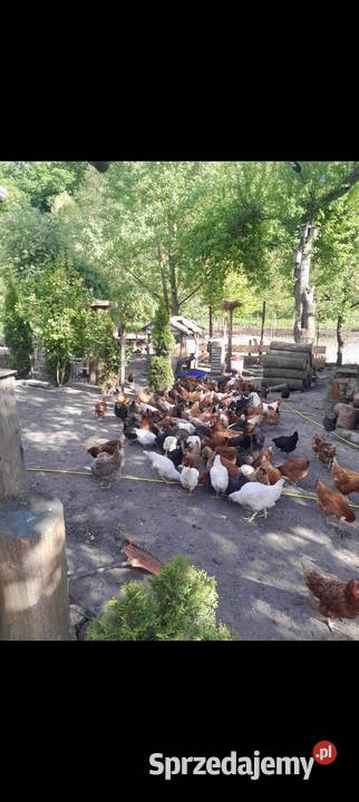 Jaja wiejskie kury kaczki na rosół Dybawka