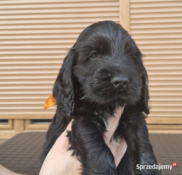 Cocker spaniel angielski Choszczno