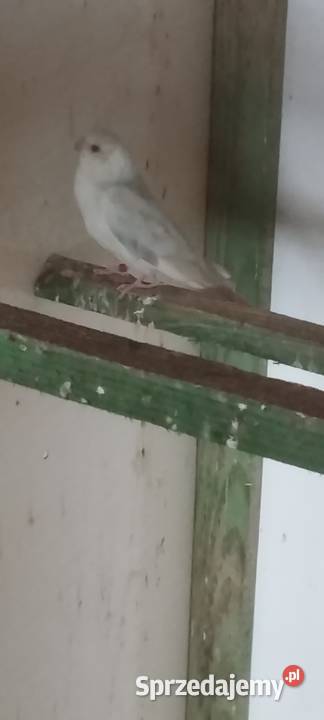 Świergotki Wolbórz