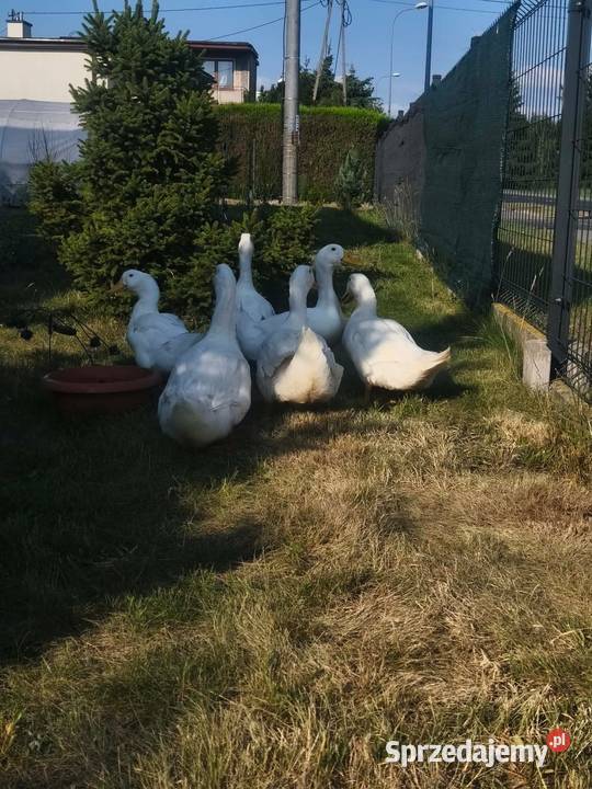 Sprzedam kaczki Pekin chów przydomowy Golub-Dobrzyń sprzedam