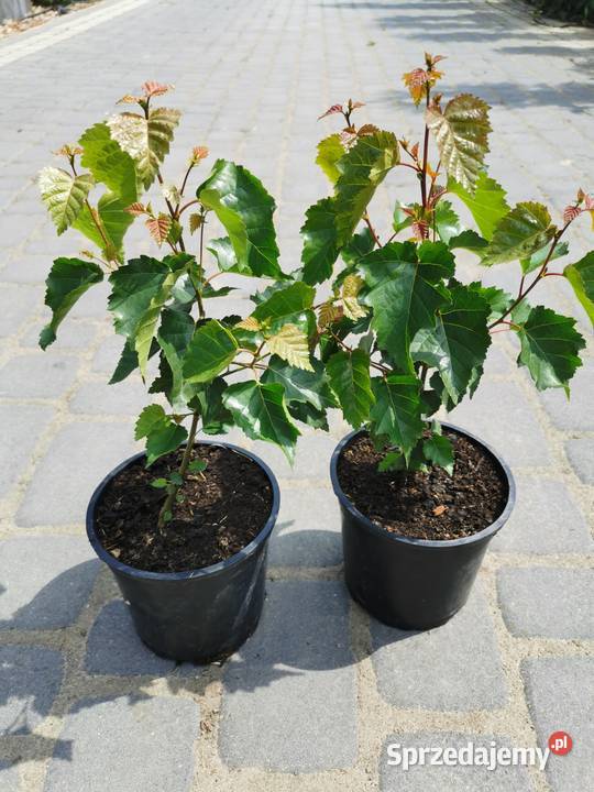 Brzoza brodawkowata sadzonki 15 l Betula pendula Inowrocław