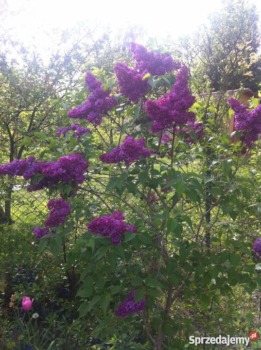 Działka ROD Imielińska 400 m wodą