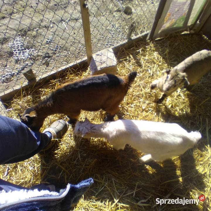 koziołek dwu miesięczny rasy lamacza