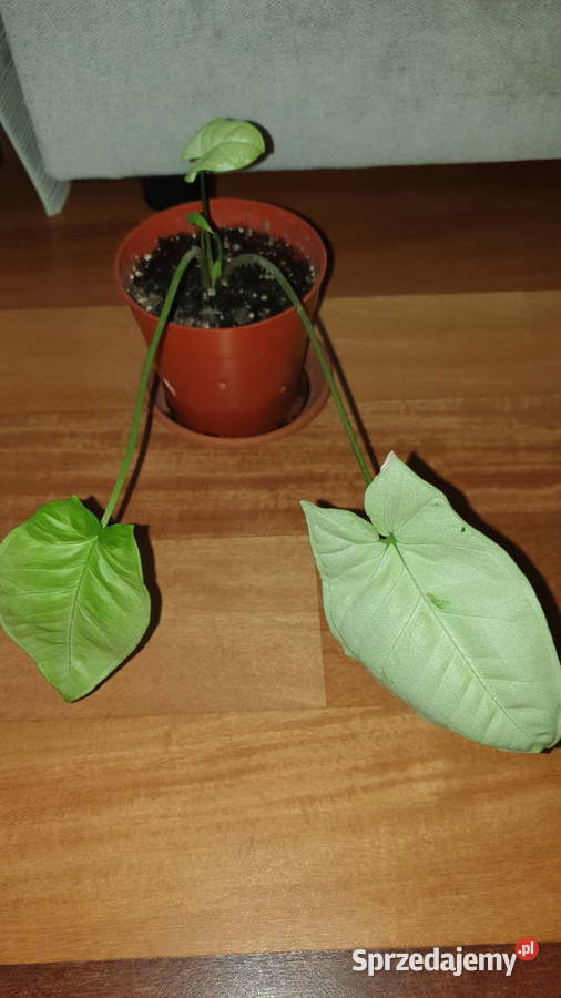 Zroślicha syngonium roślina rosnąca