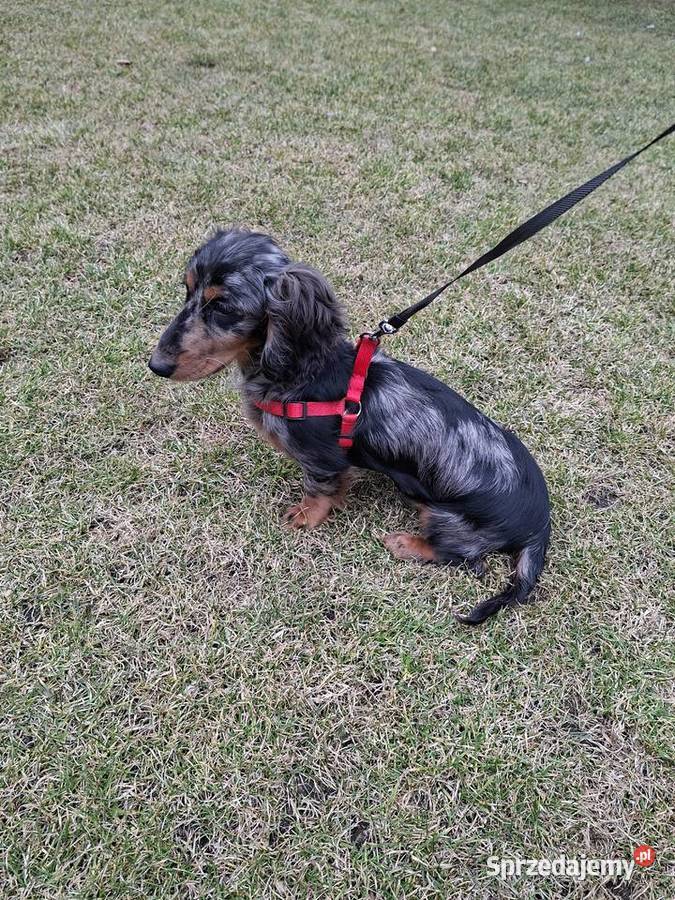 Jamnik długowłosy merle piesek Żyrardów