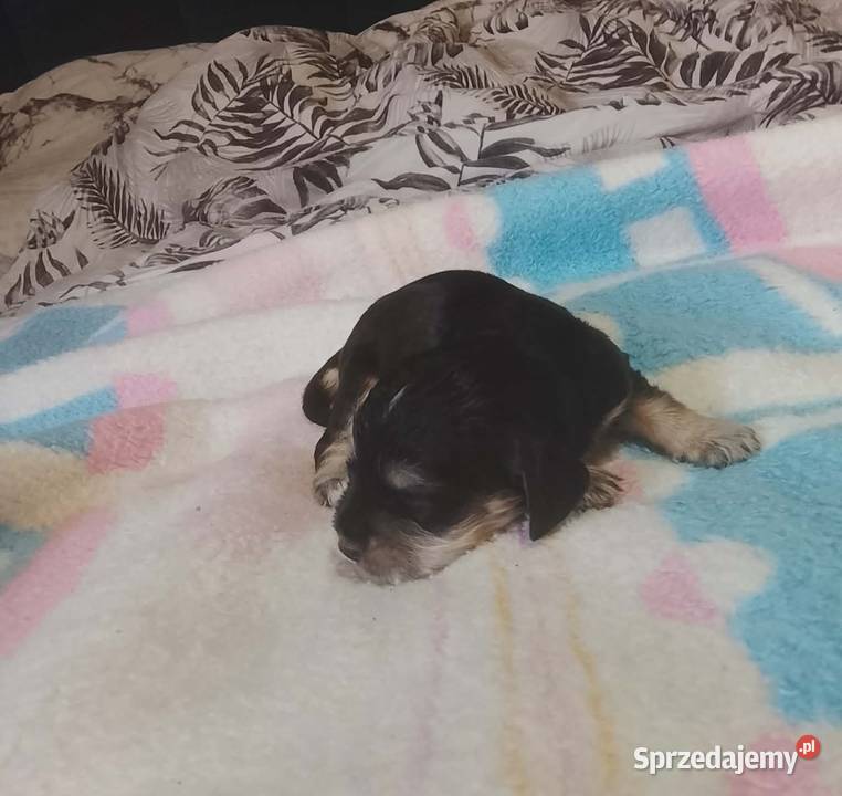 Cocker Spaniel Angielski Suczka wielkopolskie Jutrosin sprzedam