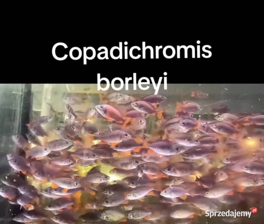 Legwan zielony samica gady płazy ryby rośliny Poznań