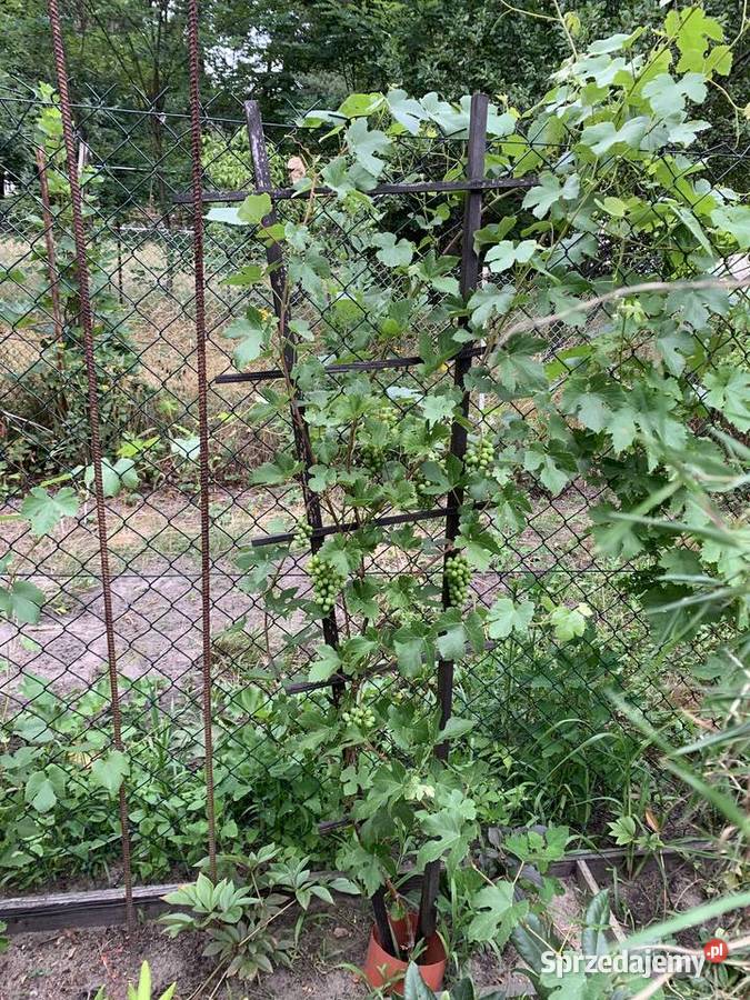 Drabinka drewniana na winorośl 180 40 podkarpackie Stalowa Wola