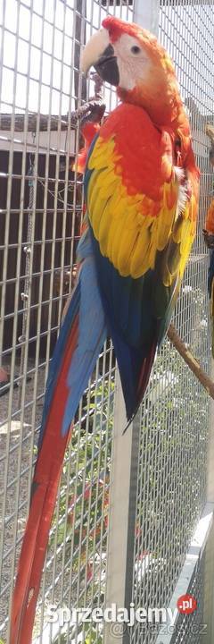 Ara macao samiec 2025 dolnośląskie Rogoż