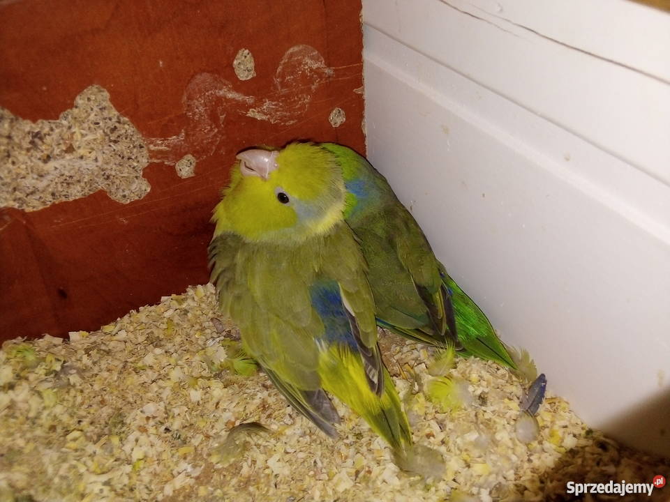Papugi wróbliczki lubuskie