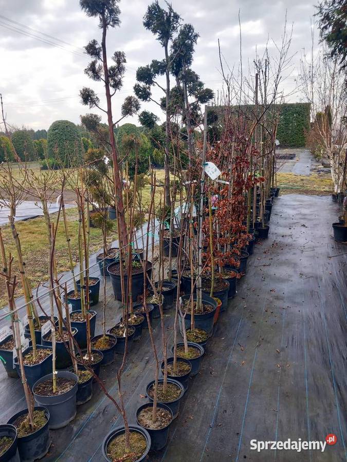 Wyprzedaż 9zltuja sznaragd 2 klasa Mogilno