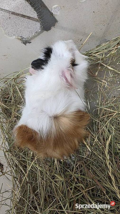 Świnka morska cavia domowa cawia Gryzonie Tarnów