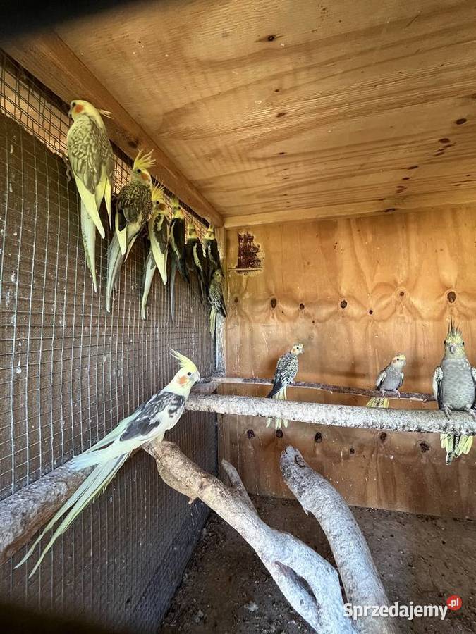 Sprzedam papugi nimfy Ptaki Chomentów-Puszcz sprzedam