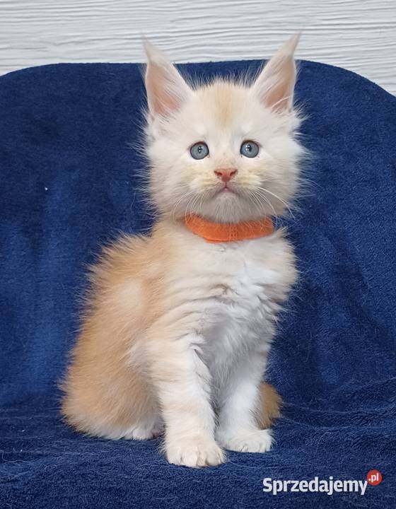 Maine Coon kocurek rodowód Fpl Olkusz sprzedam