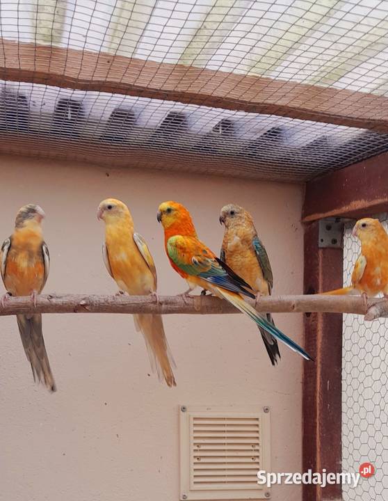 Sprzedam świergotki Ostrów Wielkopolski