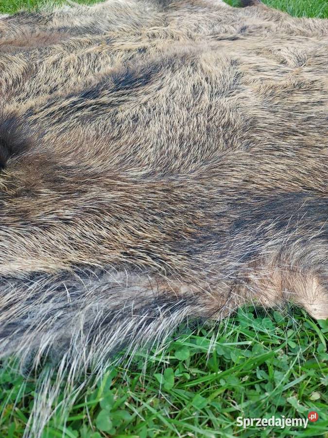 Dzik Skóra z Dzika Dekoracyjna Trofeum Skóry z Szaflary