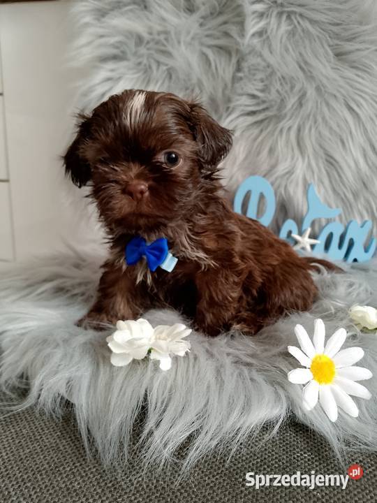 Do Odbioru czekoladowy piesek rasy ShihTzu opolskie Kluczbork