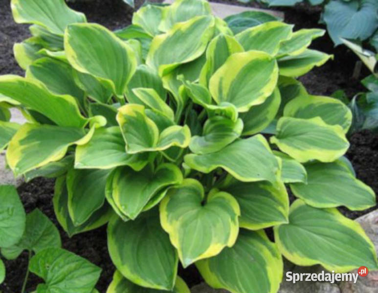 FUNKIA Golden tiara Hosta sadzonki w doniczkach Ustronie