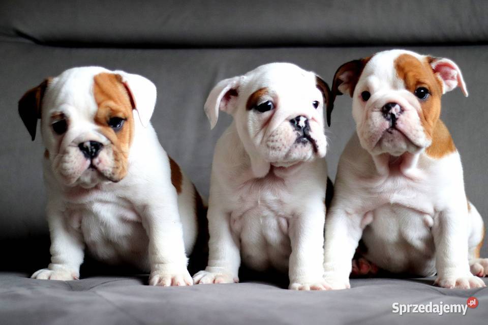 Buldog angielski ZKwP FCI