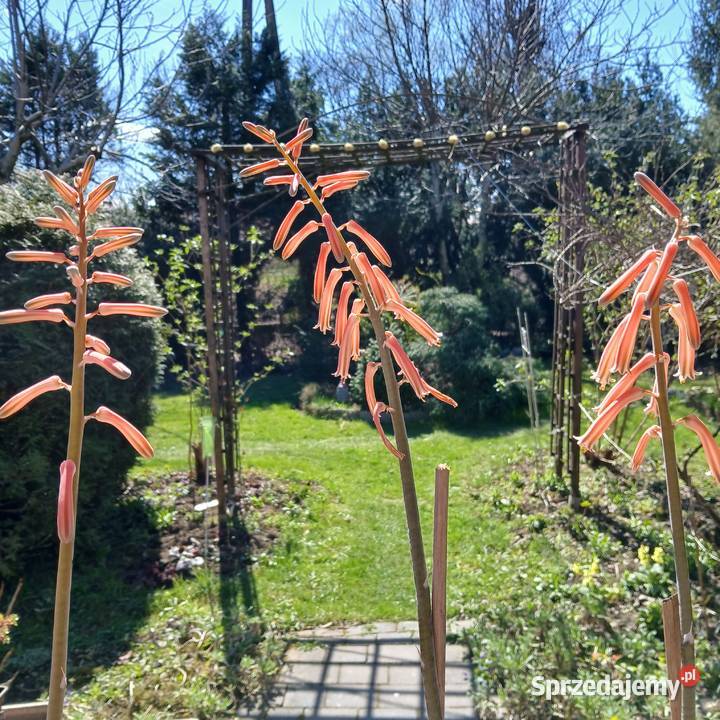 Kaktus Pstry Tygrysi Aloe Variagata kwitnie Nowy Sącz