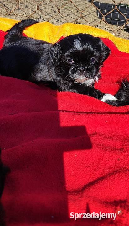 Shih tzu Zwierzęta Zyck Polski sprzedam