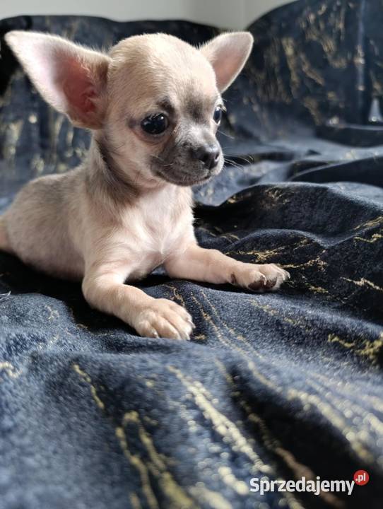 Suczka krótkowłosa chihuahua świętokrzyskie Szczaworyż sprzedam