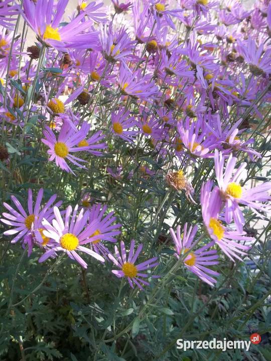 Irys syberyjski niebieskiZłocień ClaraCurtis