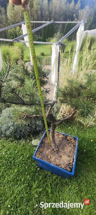 Bonsai sosna świerk jodła Iglaste Chrzanów