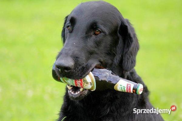 szczenięta flat coated retriever zapowiedź miotu Orzesze