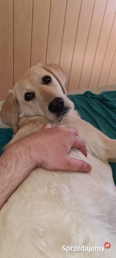 Sprzedam Labradora Otfinów