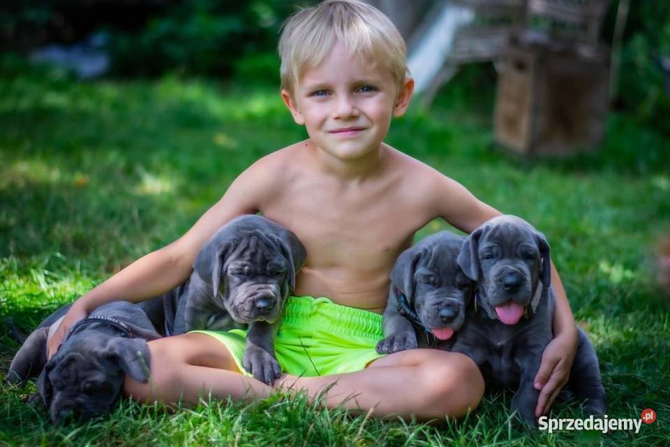 Dog niemiecki błękitny FCI zkwp Żnin