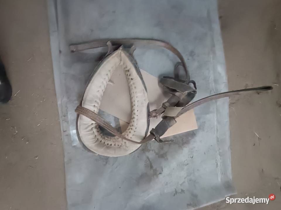 Humunto konne łódzkie Bugaj Lipnicki