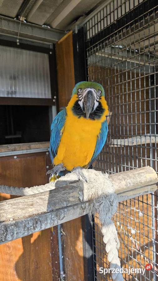 Ara Ararauna Ornontowice sprzedam