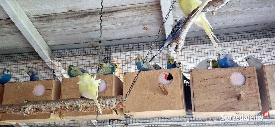 Papugi faliste helikoptery 2f wielkopolskie Radzewo