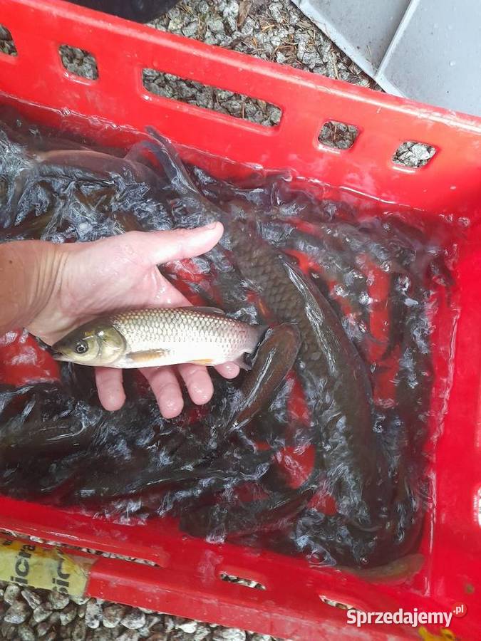 Ryby narybek Lina karasia karpia jesiotra Amura wielkopolskie Słupca