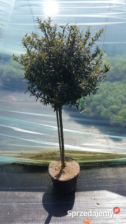 Ostrokrzew Bonsai Niwaki Simoradz sprzedam