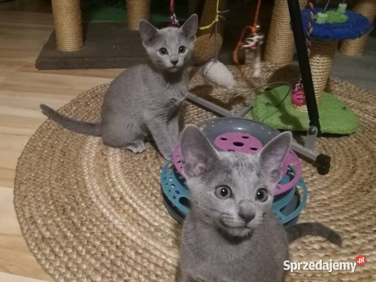 Cudowny ROSYJSKI NIEBIESKI sprzedam