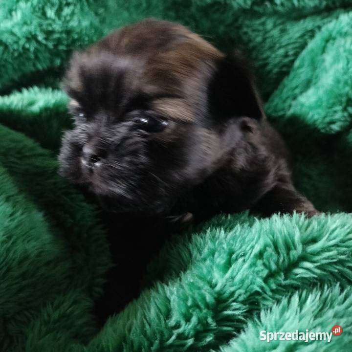 Piesek shih tzu do rezerwacji Łążynek