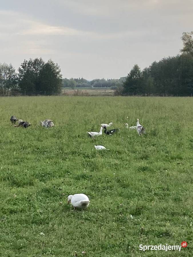 Naturalne kaczki wolnopastwiskowe opolskie sprzedam