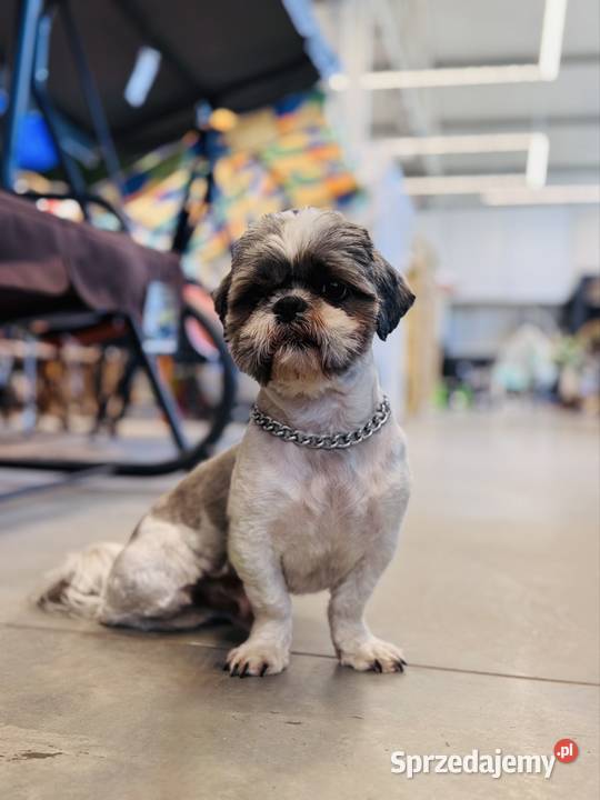 Reproduktor Shih Tzu mazowieckie Mława