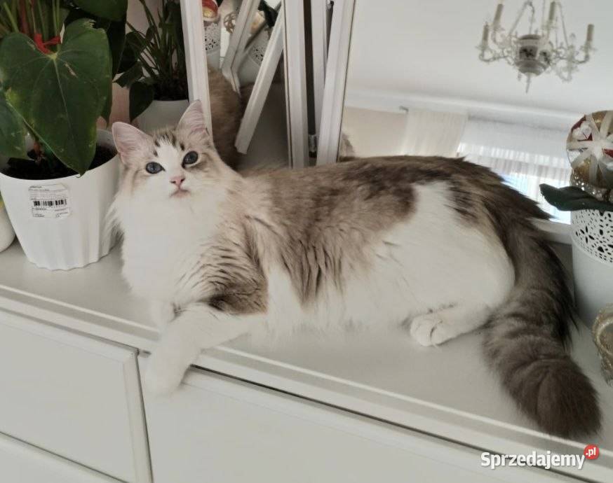 Kotka Ragdoll Rodowód Badania
