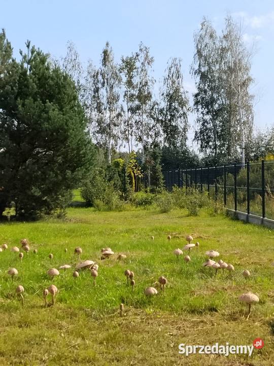 Pyłek z grzybów czubajki kani Grzyby mazowieckie Uwieliny