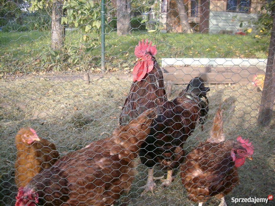 Sprzedam parkę Rhode Island Red karmazyn 11 Pozostałe