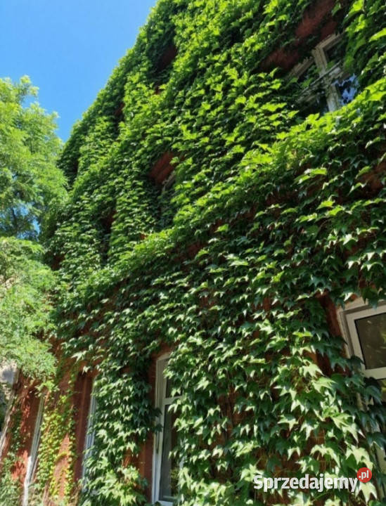 Wynajmę bezpośrednio właściciela Katowice sprzedam